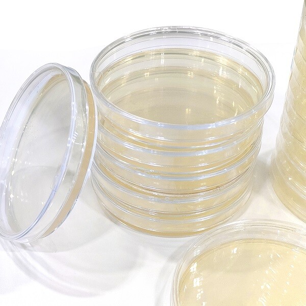 GC Agar Base de Baibo Biotechnology : Culture microbienne fiable pour les applications cliniques et de recherche