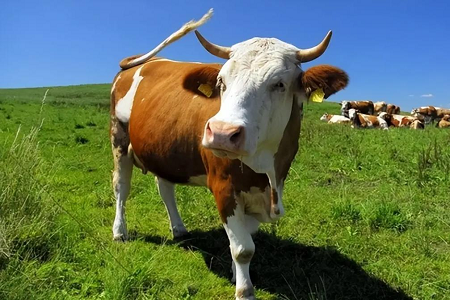 Le kit de test rapide avancé de BABIO révolutionne la détection de la gestation bovine