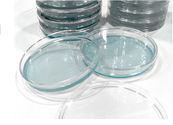 Plaques d'agar GVPC prêtes à l'emploi BABIO améliorent l'efficacité des tests de l'eau pour Legionella