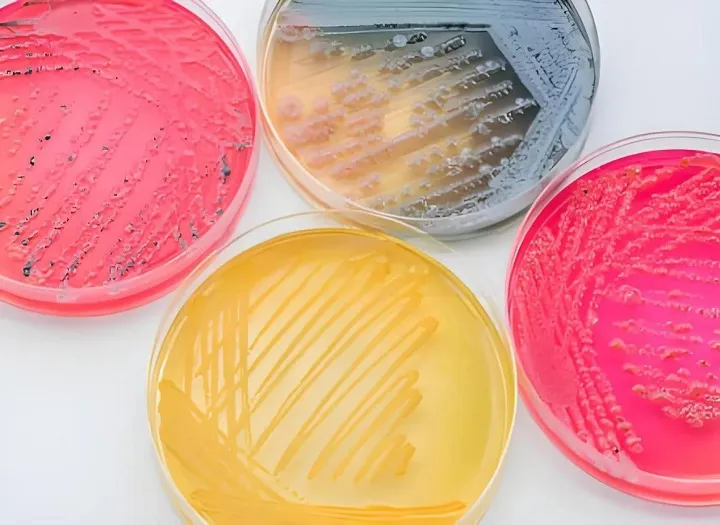 Placas de Petri desechables de plástico BABIO: Soluciones estériles y confiables para cultivos microbianos