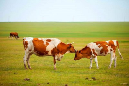 BABIO avanza en la detección temprana de la gestación bovina mediante pruebas de fluorescencia