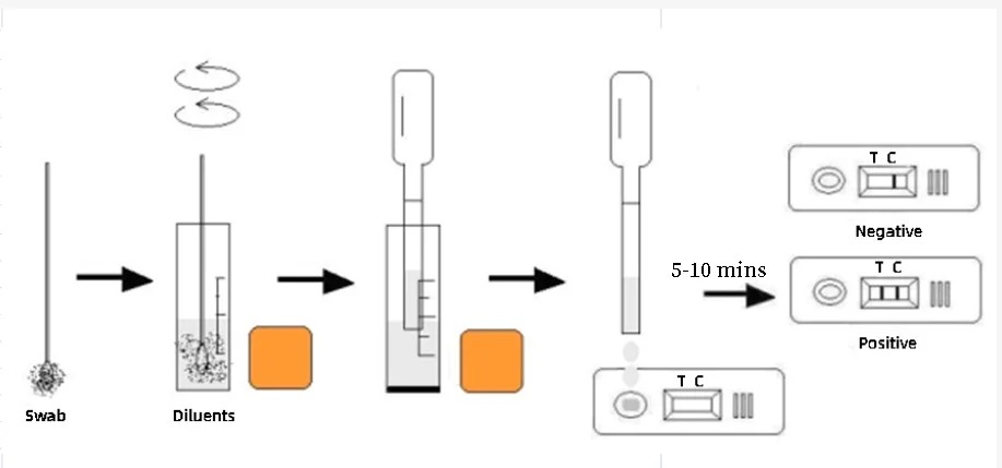 Kit de prueba de antígeno de Giardia (GIA Ag)