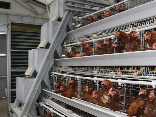 Do you know that a type layer chicken cage is a popular choice among poultry farmers due to its efficiency and effectiveness
