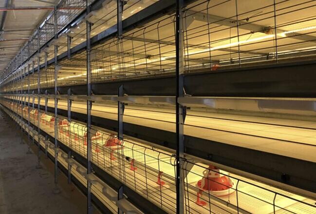​ H-frame automatic broiler cage the vertical arrangement helps maximize the number of broilers that can be housed in a limited area