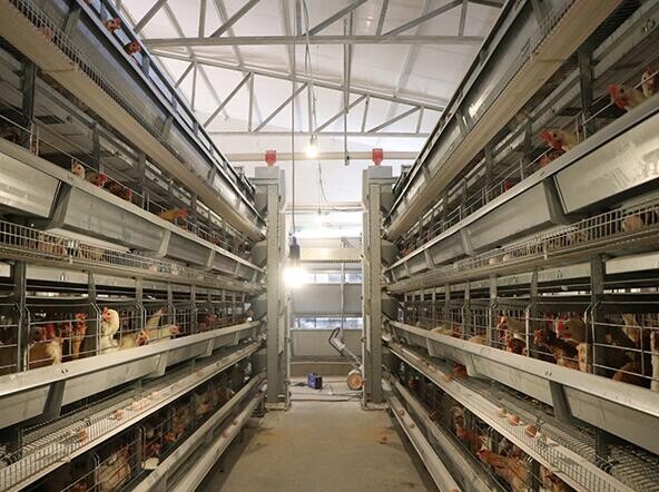 Do you know that modern chicken poultry equipment often incorporates advanced technology reducing labor costs and improving productivity
