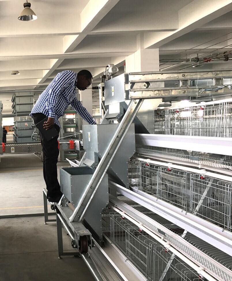 The helpful information and maintain advantages of cage free versus battery cage system eggs