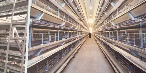 Do you know that automatic poultry farming equipment refers to advanced technology systems that integrate various automated components