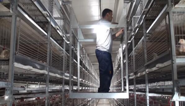 Zambia poultry farming chicken cages for sale these cages are typically made of durable materials such as galvanized steel or stainless steel