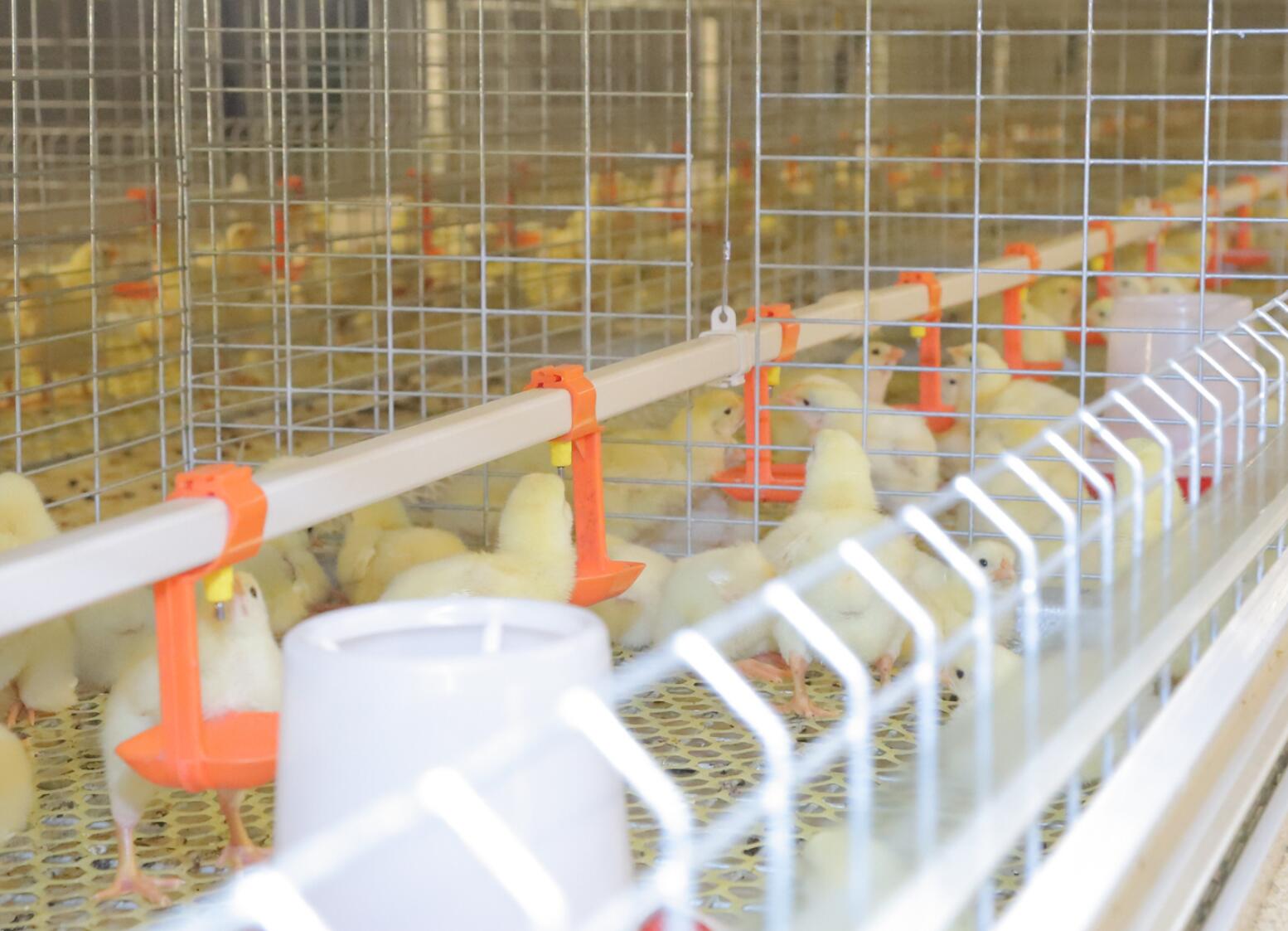Detailed introduction of 120 broiler farm equipment battery chicken cage this setup is particularly beneficial for commercial operations looking