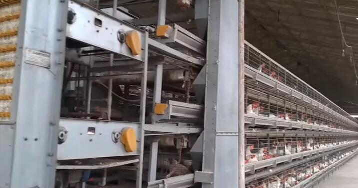 AI controlling system of A-frame layer cages is a highly efficient system designed for large-scale egg production