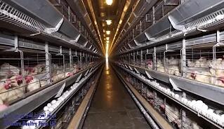 Factors to consider when choosing a-type and h-type chicken layer cages are manual labour availability or limited budgets