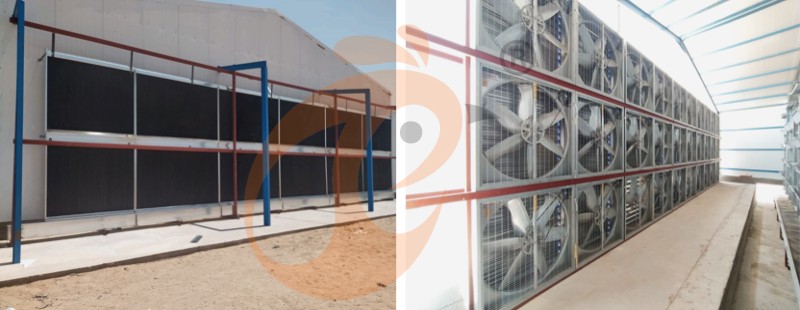 A poultry farm chicken cage (1).png