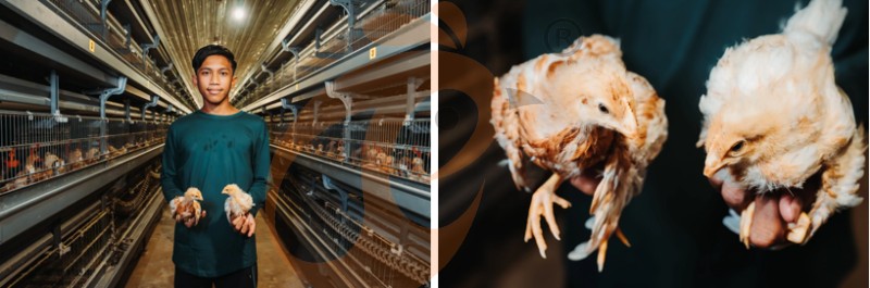 Asia poultry farm chicken cage (1).png