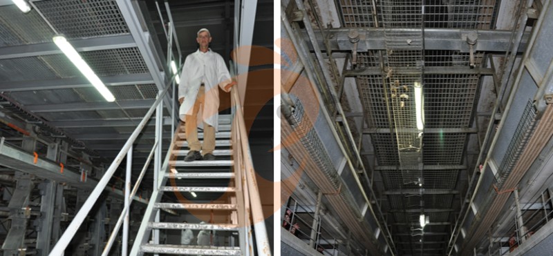European poultry farm chicken cage (3).png