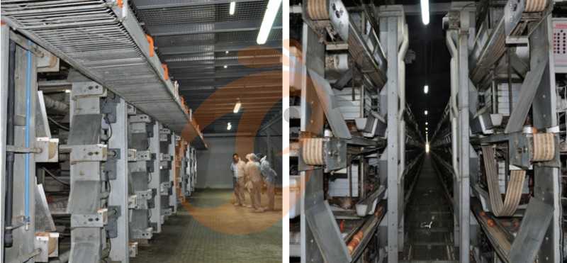European poultry farm chicken cage (4).png