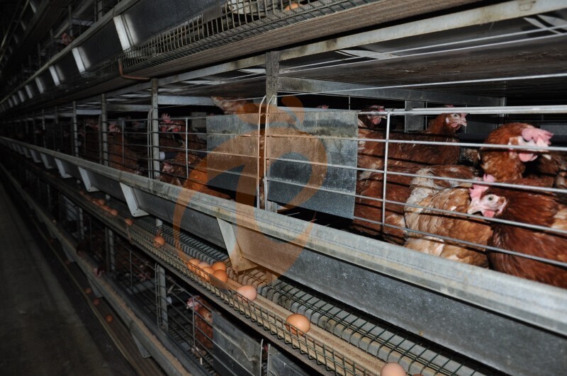 American poultry farm, 1 million layers, layer chicken cage, poultry farm equipment
