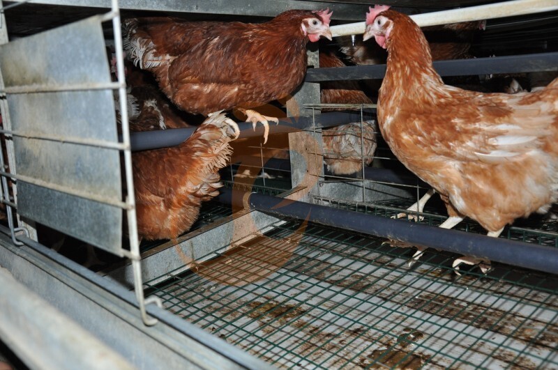 American poultry farm, 1 million layers, layer chicken cage, poultry farm equipment