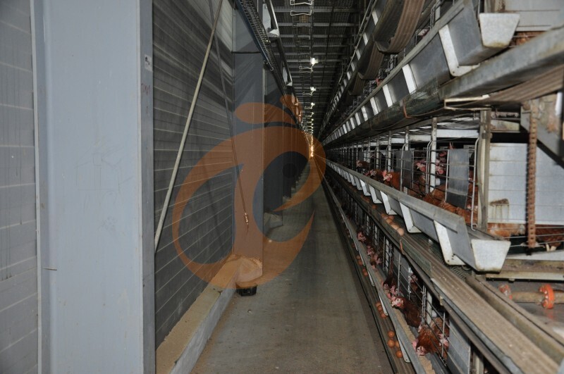 American poultry farm, 1 million layers, layer chicken cage, poultry farm equipment