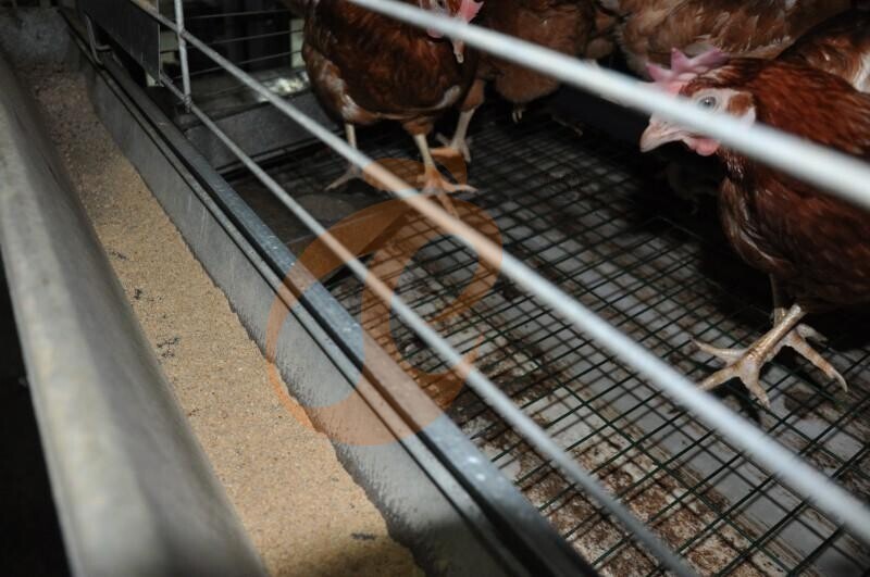 American poultry farm, 1 million layers, layer chicken cage, poultry farm equipment