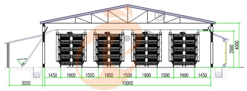 50000 broiler, broiler chicken cage layout (1).jpg