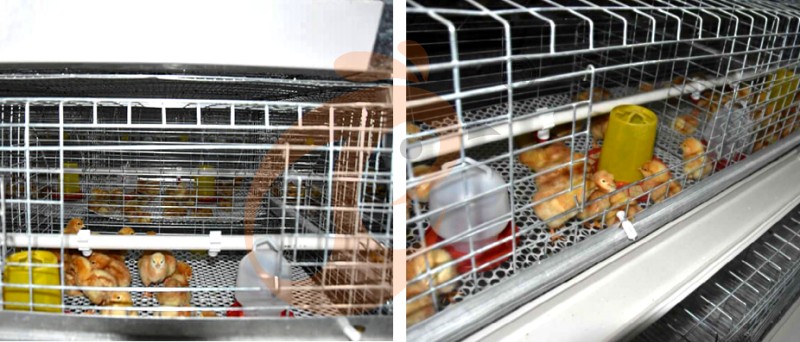 pullet chicken cage (1).png