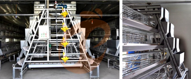 pullet chicken cage (2).png