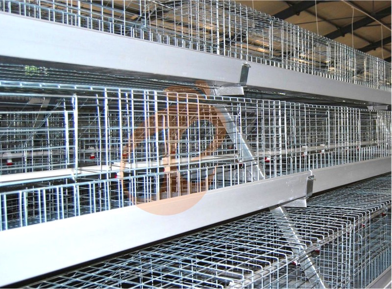 pullet chicken cage (3).png