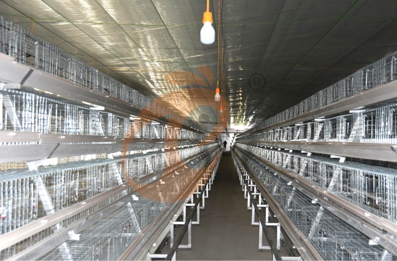pullet chicken cage (4).png
