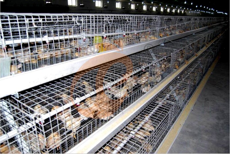 pullet chicken cage (5).png