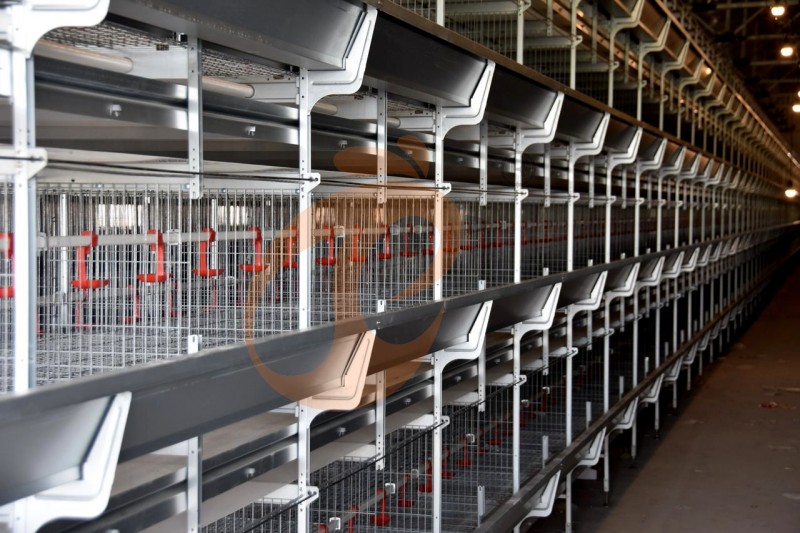 AI broiler chicken cage.png