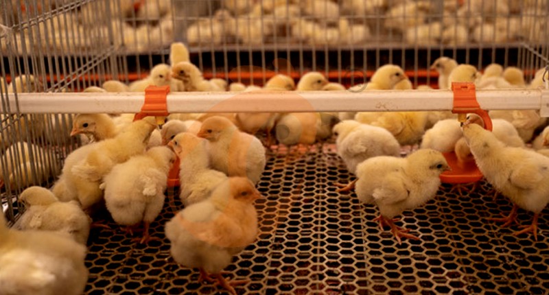 AI broiler chicken cage.png