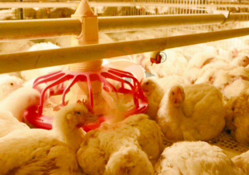broiler chicken cage (5).png