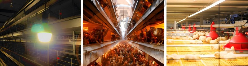 poultry house light.png