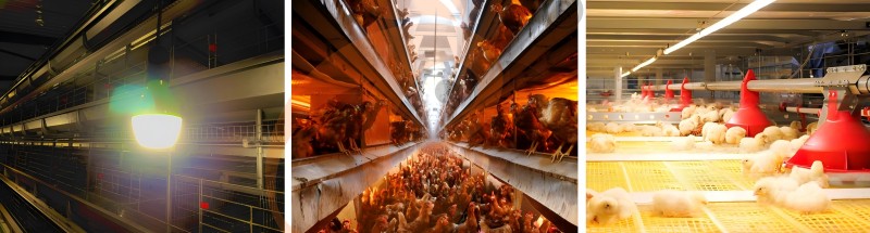 poultry house light.png