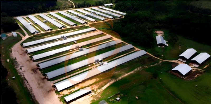 poultry farm chicken cage (3).png