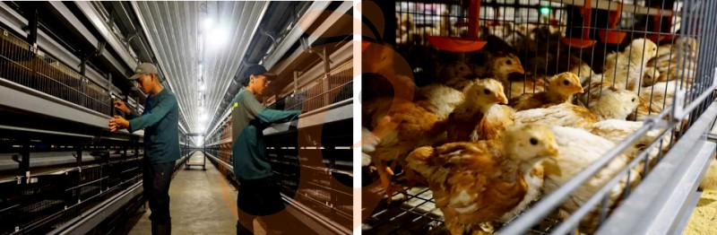 poultry farm chicken cage (4).png