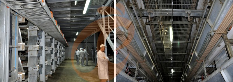 poultry farm chicken cage (6).png