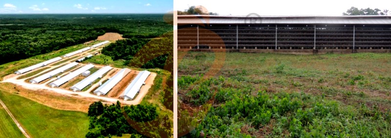 poultry farm chicken cage (7).png
