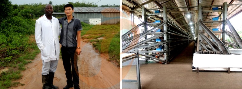 poultry farm chicken cage (8).png