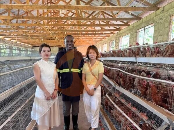 supplier and manufacture chicken cage and poultry farm equipment (3)