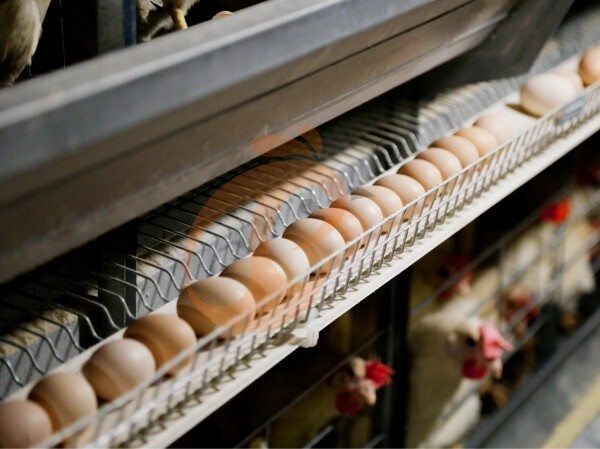 Automatic Egg Collection For Poultry Cage