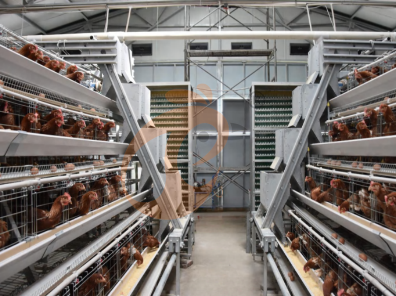 Automatic Feeding System For Poultry Cage