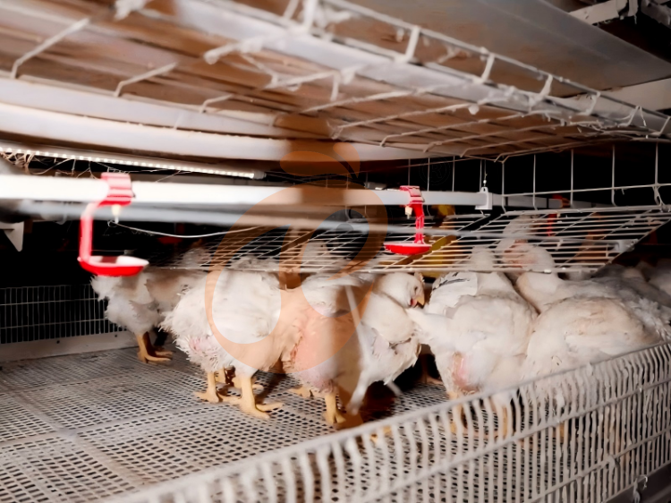Types Of Broiler Battery Cage System
