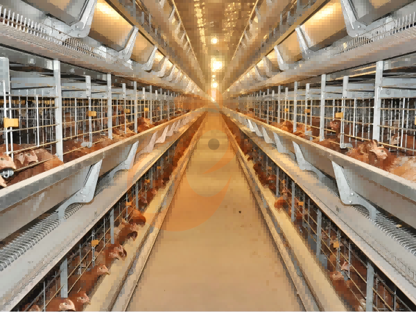 How To Improve Efficiency With Poultry Equipment | 6 Practical Methods