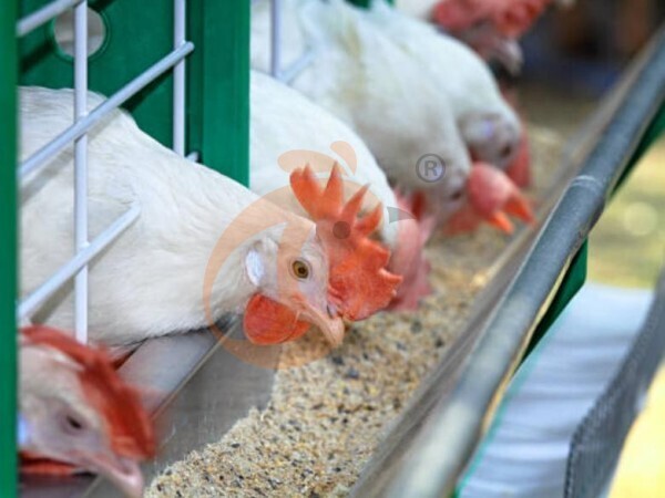 Nigeria Broiler Farming: Reduce Feed Cost By ₦50–60 Per Bird And Increase ROI 30%