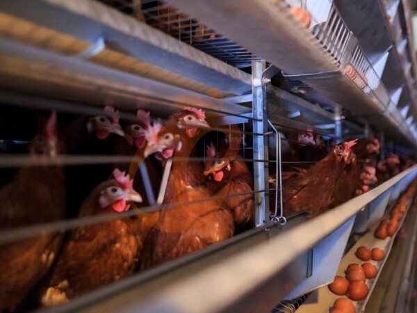 chicken battery cage poultry farming (35)