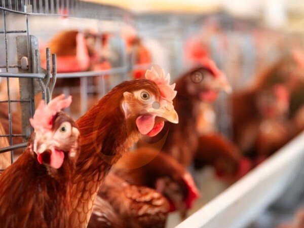 How Automatic Feeding Enhances H Type Chicken Cage Performance?