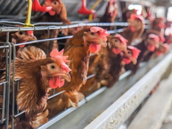 chicken battery cage poultry farming (74)