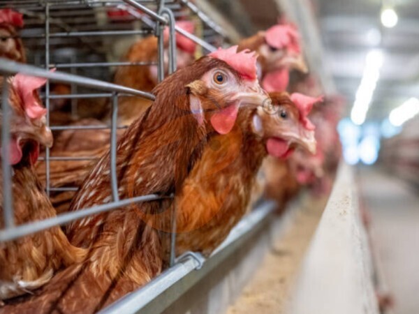 chicken battery cage poultry farming (83)