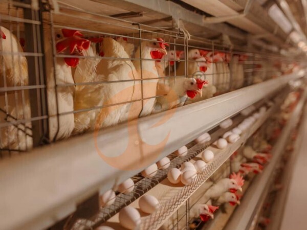 chicken battery cage poultry farming (98)